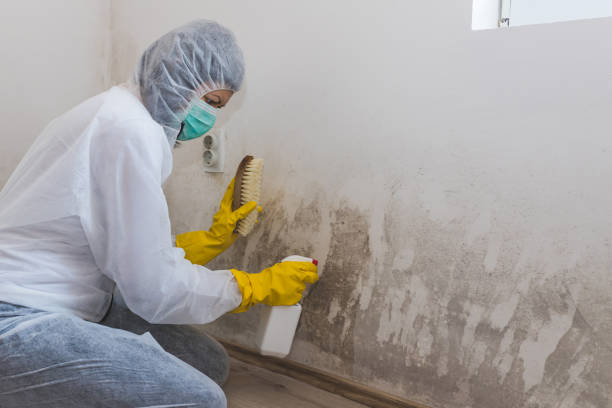 Best Mold Removal Process  in Star, ID