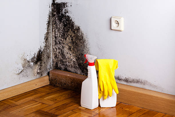 Attic Mold Removal in Star, ID