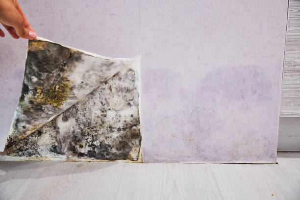 Best Local Mold Removal Service  in Star, ID